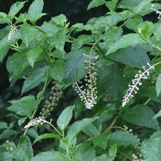 بوته سرخاب کولی
