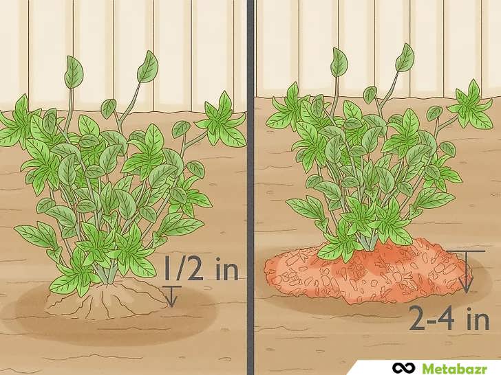 گیاهان بلوبری را بکارید