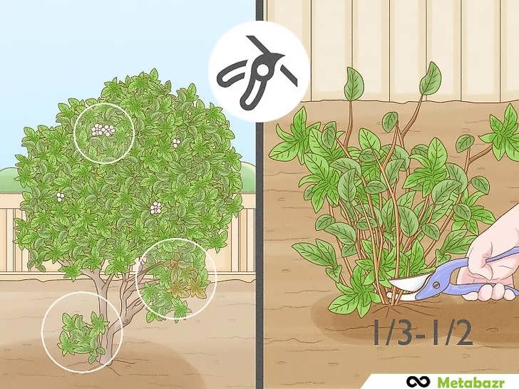 هر زمستان گیاهان را هرس کنید