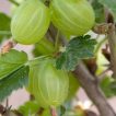 شاخه و برگ یوزبری