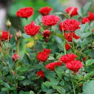غنجه رز زینتی