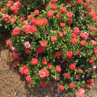 بوته رز زینتی