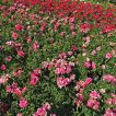 رز زینتی در باغ