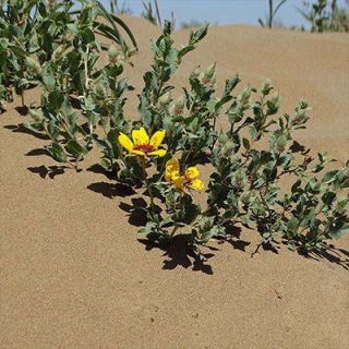 شاخه رز ایرانی، ورک
