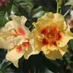 غنچه رز ایرانی، ورک