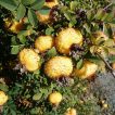 رز روکسبورگی در گلدان