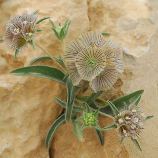 گل کبوتر