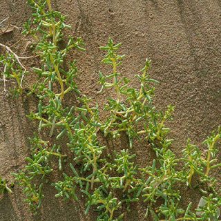 اشنان، گیاه چوغان در زمین
