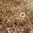 اشنان، گیاه چوغان در دشت