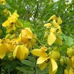 شاخه و برگ سنا طلایی