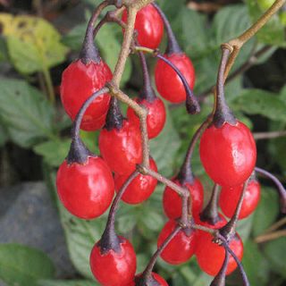 تاجریزی جنگلی قرمز
