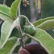 بادمجان بری از جلو