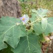 برگ بادمجان بری