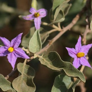 شکوفه بنفش بادمجان بری