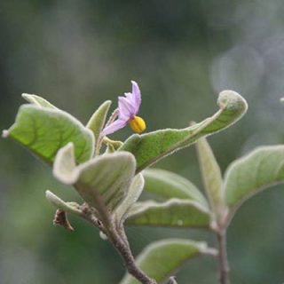 بادمجان بری