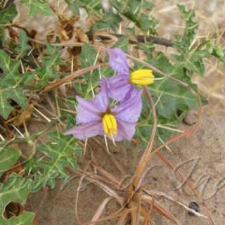 شاخه تاجریزی بلوچی