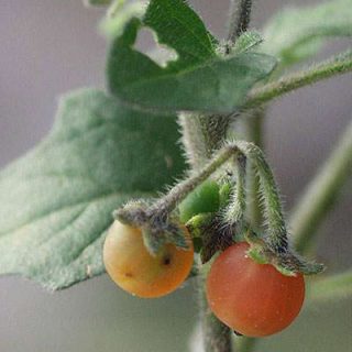 میوه تاجریزی نارنجی