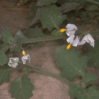 رشته تاجریزی نارنجی