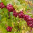 شاخه و برگ گل مروارید قرمز