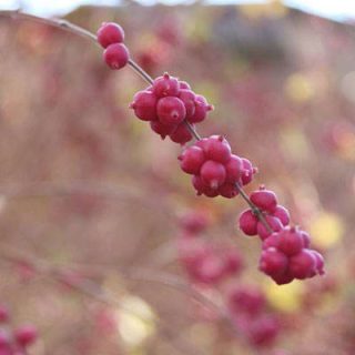 شاخه گل مروارید قرمز