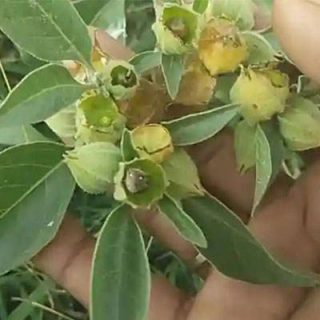 شاخه پنیرباد کایوگلانس