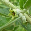 شکوفه پنیرباد، سومنیفرا
