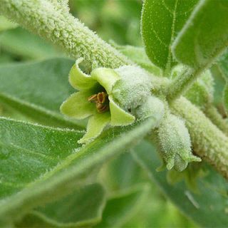 شکوفه پنیرباد، سومنیفرا