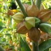 غنچه پنیرباد، سومنیفرا