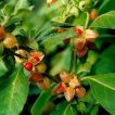 میوه پنیرباد، سومنیفرا