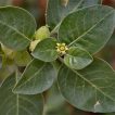 برگ پنیرباد، سومنیفرا