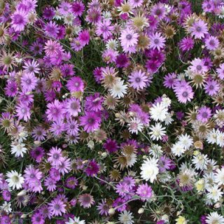 غنچه عروس صحرایی