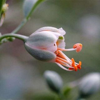 قیچ لوبیایی