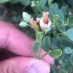 قیچ لوبیایی در دست