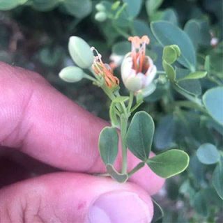 قیچ لوبیایی در دست