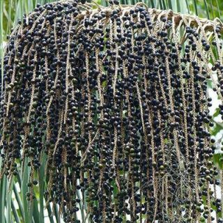 میوه نخل آسای