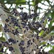بذر نخل آسای