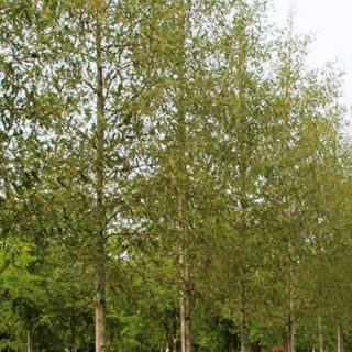 توسکای قشلاقی نرسیده