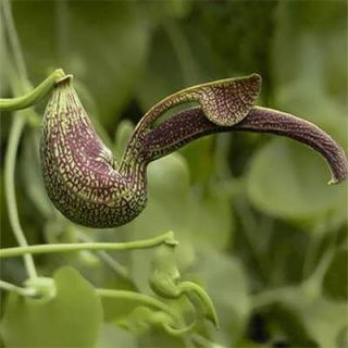 گل پیپ هلندی ریجنز
