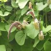 برگ گل پیپ هلندی ریجنز
