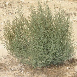 پشمالو در زمین