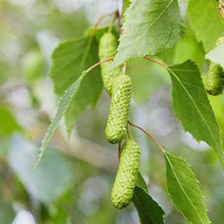 میوه توس