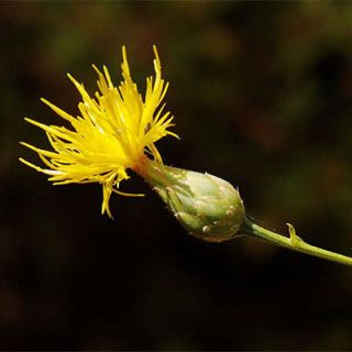 گل گندم مهاجر