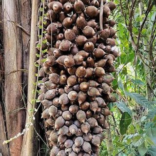 میوه نخل آتالیا کوهون