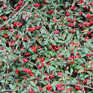 شاخه شیرخشت لرستانی