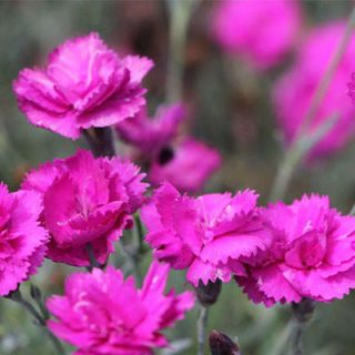 گل میخک زینتی بنفش