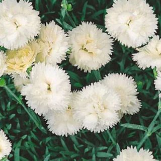 شکوفه میخک زینتی سفید