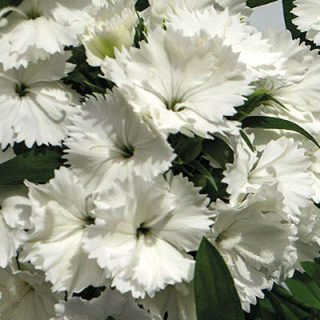 غنچه میخک زینتی سفید