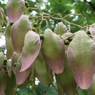 برگ سیدالاشجار