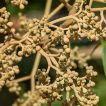بذر سیدالاشجار