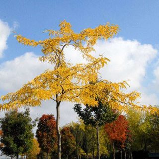 درخت لیلکی آمریکایی